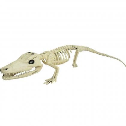 Skeleton Alligator Crocodile Bone Orleans Cajun..