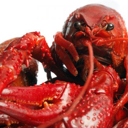 Realistic Crawfish Lobster Mardi Gras Christmas..