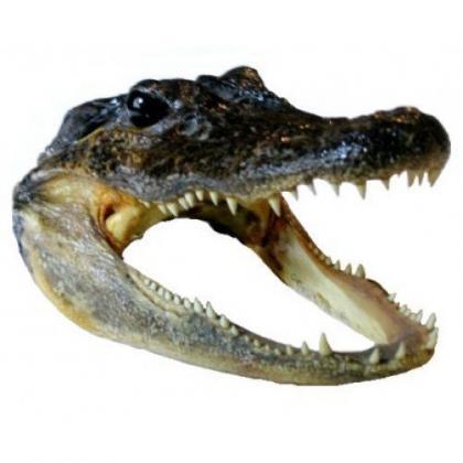 Real Alligator Head Real Preserved Specimen..