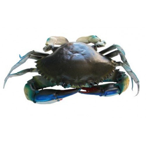 10"crab Lifelike Cajun Swamp Creole Party Gift Florida Louisiana