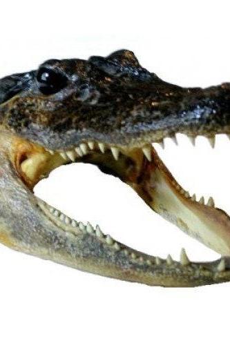Real Alligator Head Real Preserved Specimen Alligator Skull #1 Quality, Gator Head, Large Alligator 7-9"